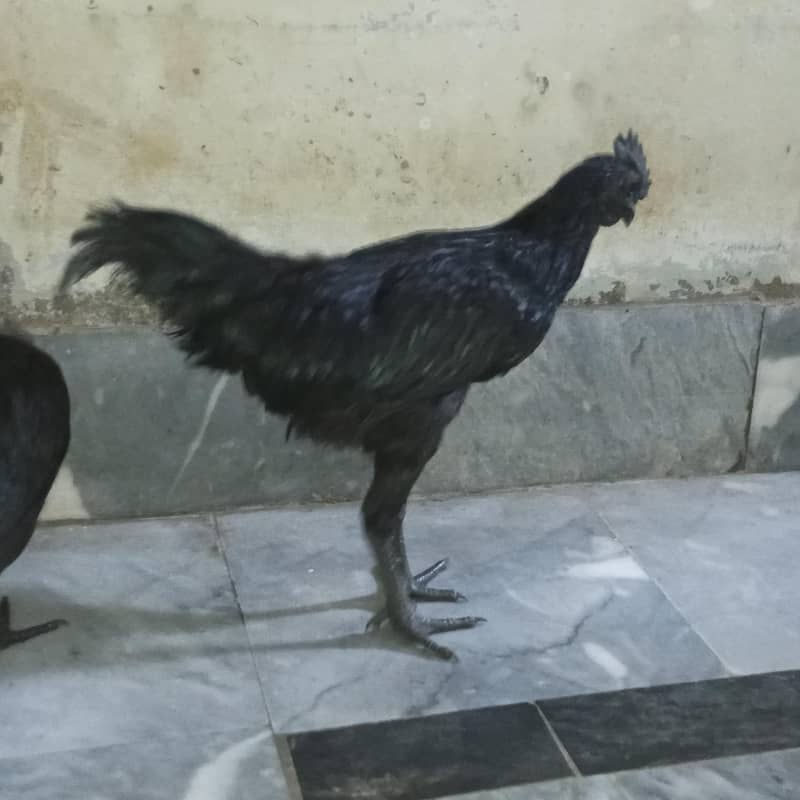 Ayam Cemani 1