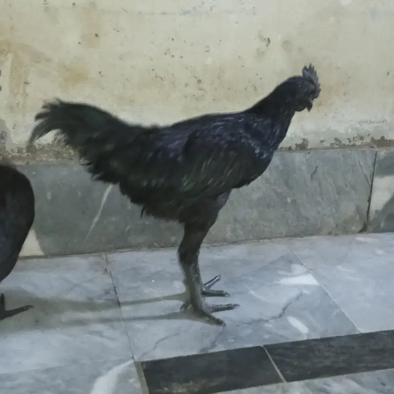 Ayam Cemani — photo 2