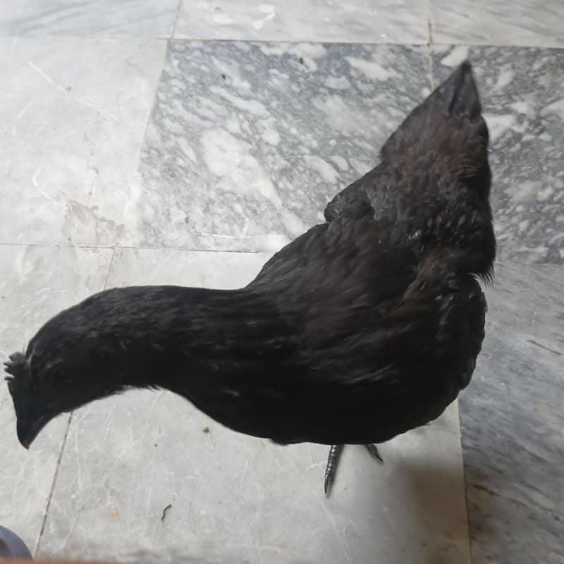 Ayam Cemani 2