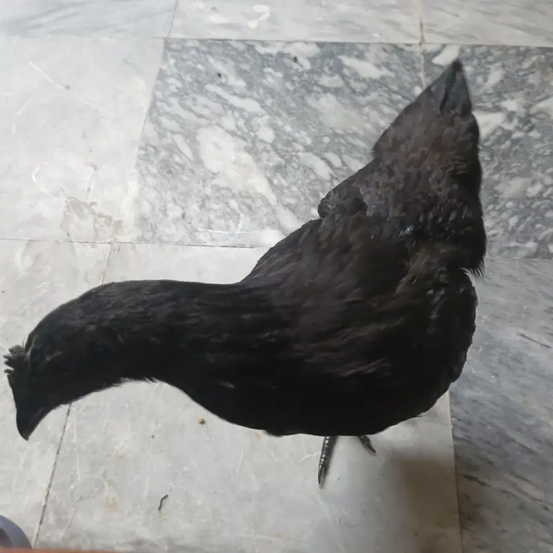 Ayam Cemani — photo 3