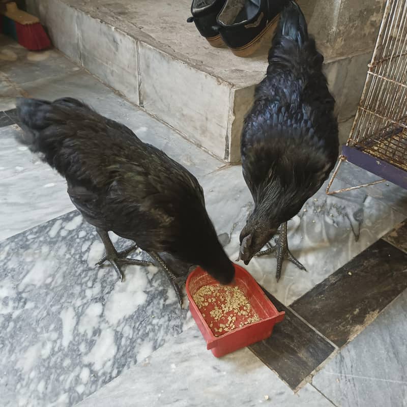 Ayam Cemani 3