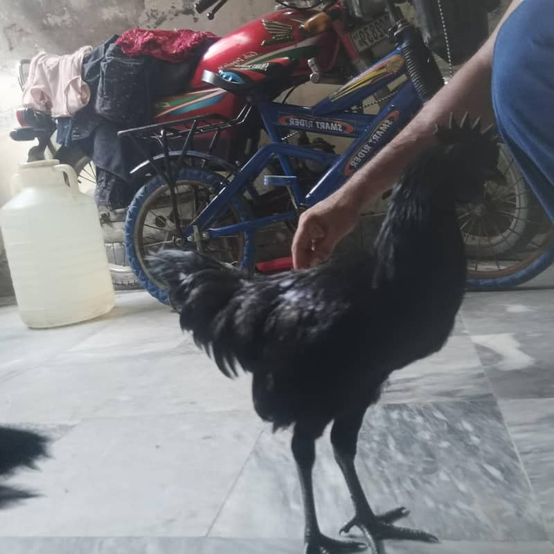Ayam Cemani 4