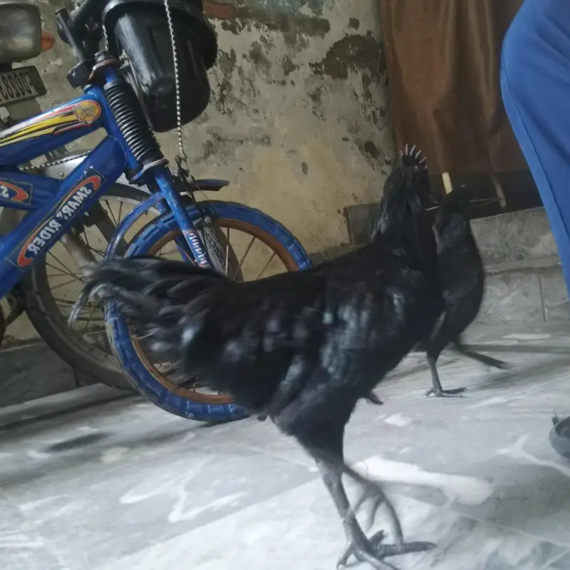 Ayam Cemani — photo 6