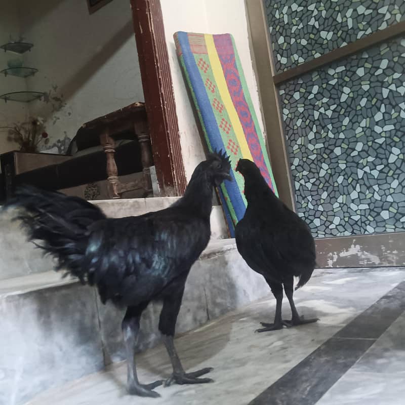 Ayam Cemani 6