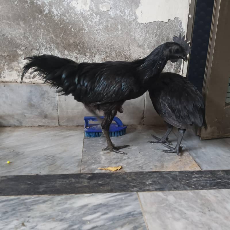 Ayam Cemani 7