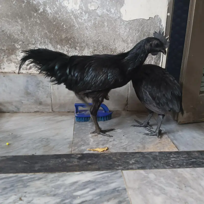 Ayam Cemani — photo 8
