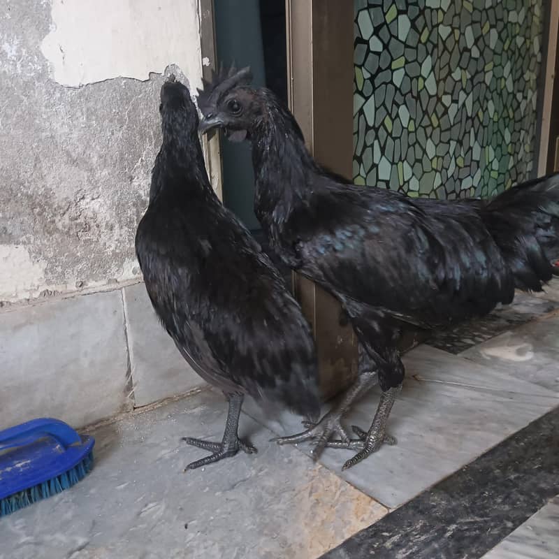 Ayam Cemani 8