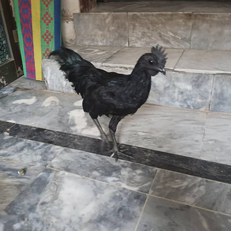 Ayam Cemani 9