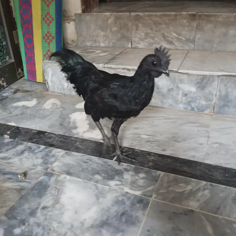 Ayam Cemani — photo 10