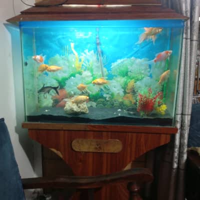 fish aquarium