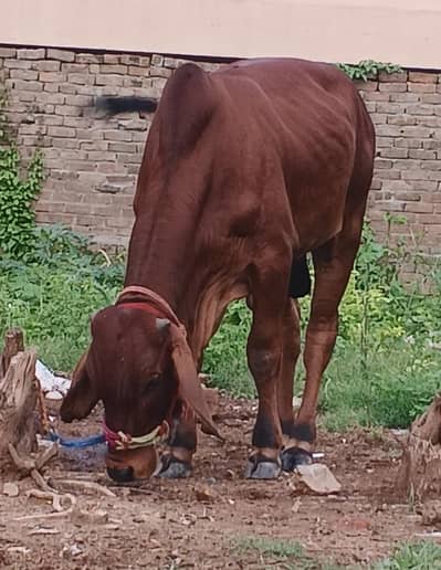 Brahman