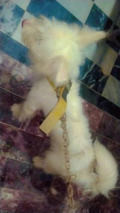 its my own pet