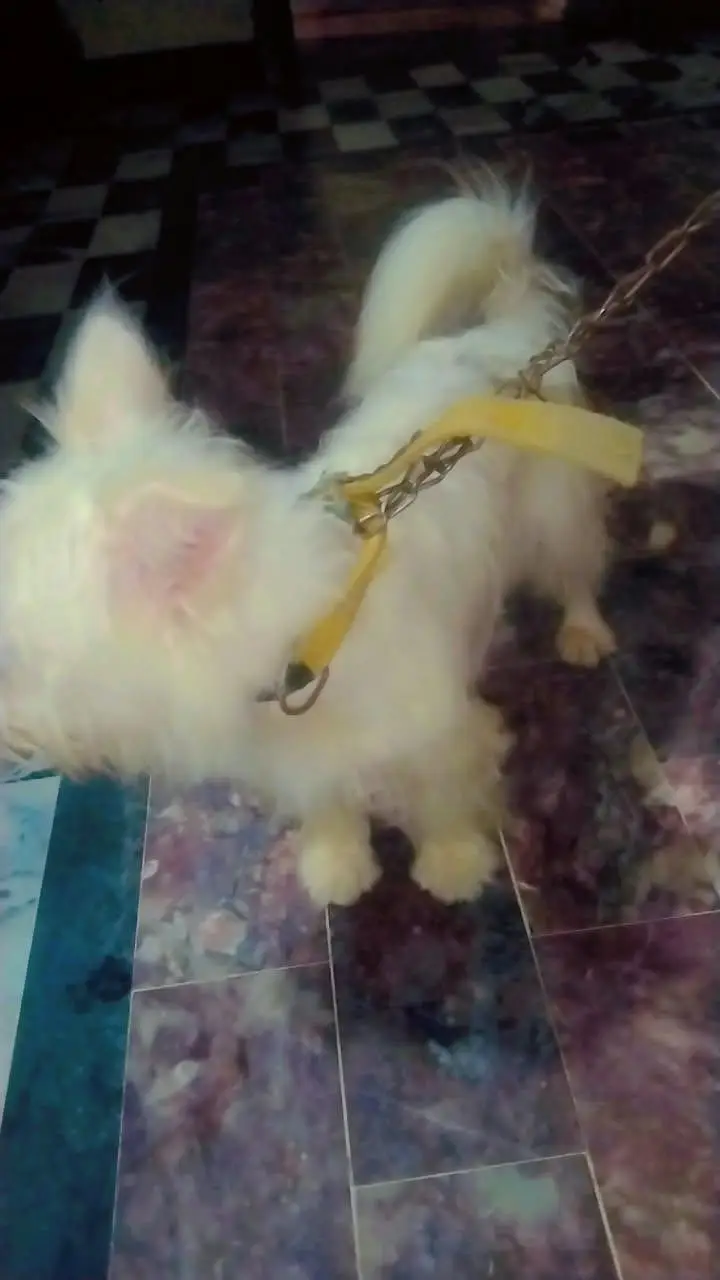 its my own pet its is thriple cote — photo 3