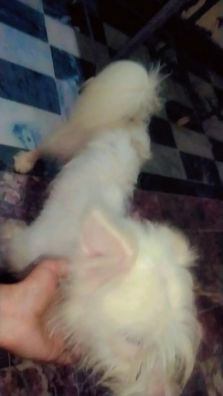 its my own pet its is thriple cote — photo 4