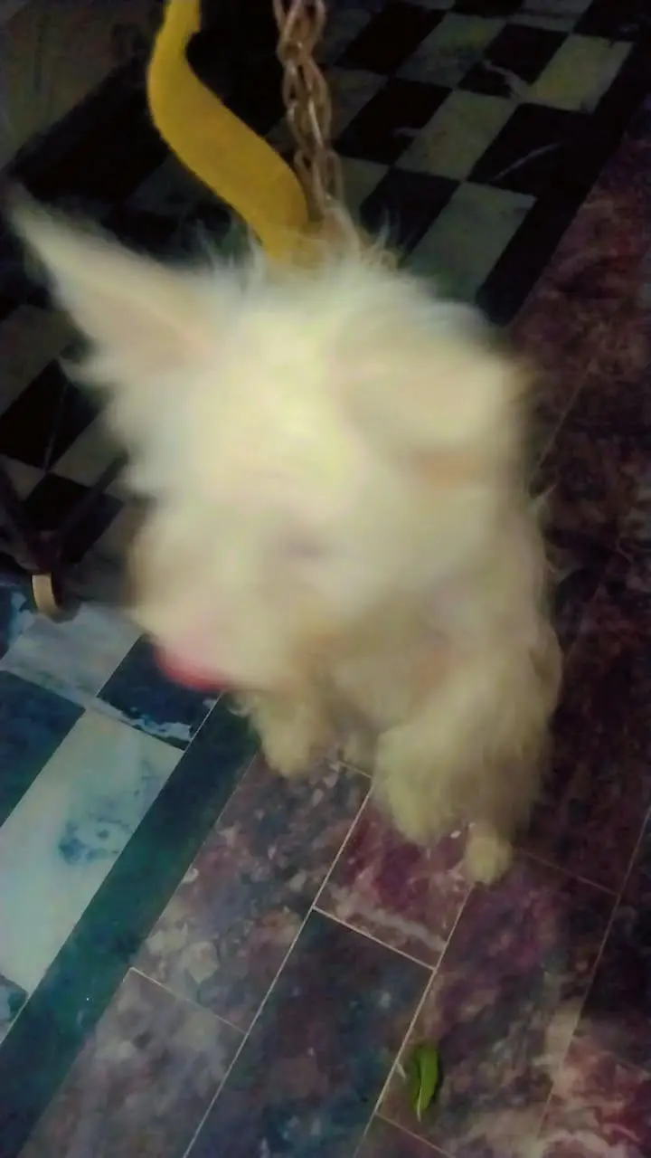 its my own pet its is thriple cote — photo 5