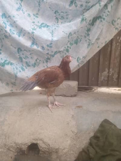 desi Murghi aseel sindhi for sell price rs 10000