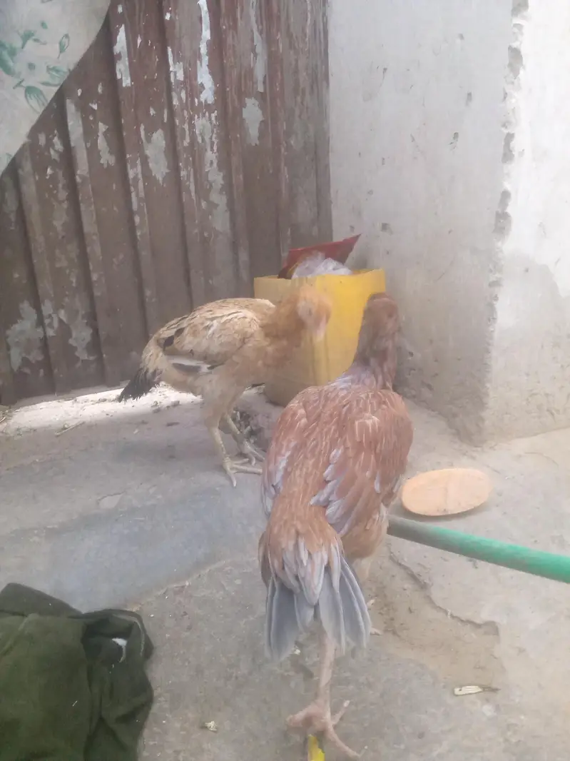 desi Murghi aseel sindhi for sell price rs 10000 — photo 2