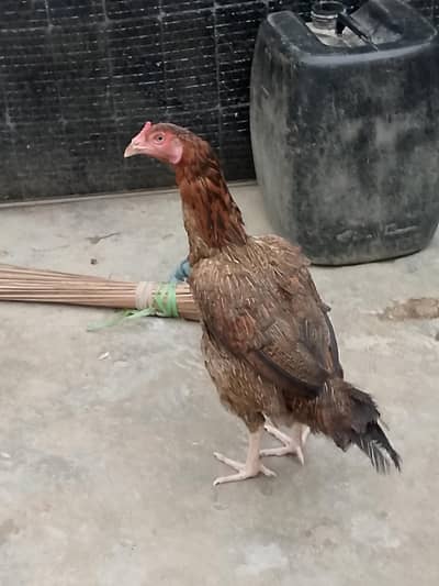 Aseel murghi urgent sell
