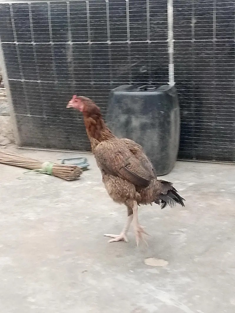 Aseel murghi urgent sell — photo 2