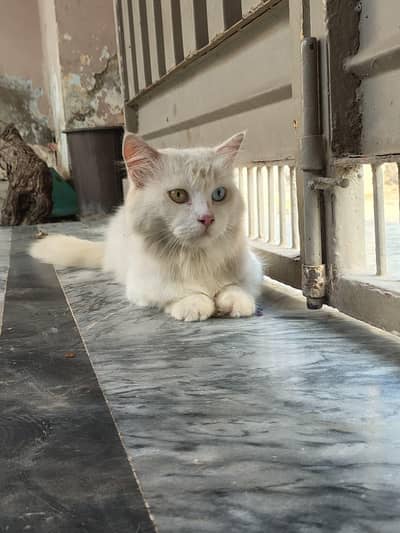 Milo for sale