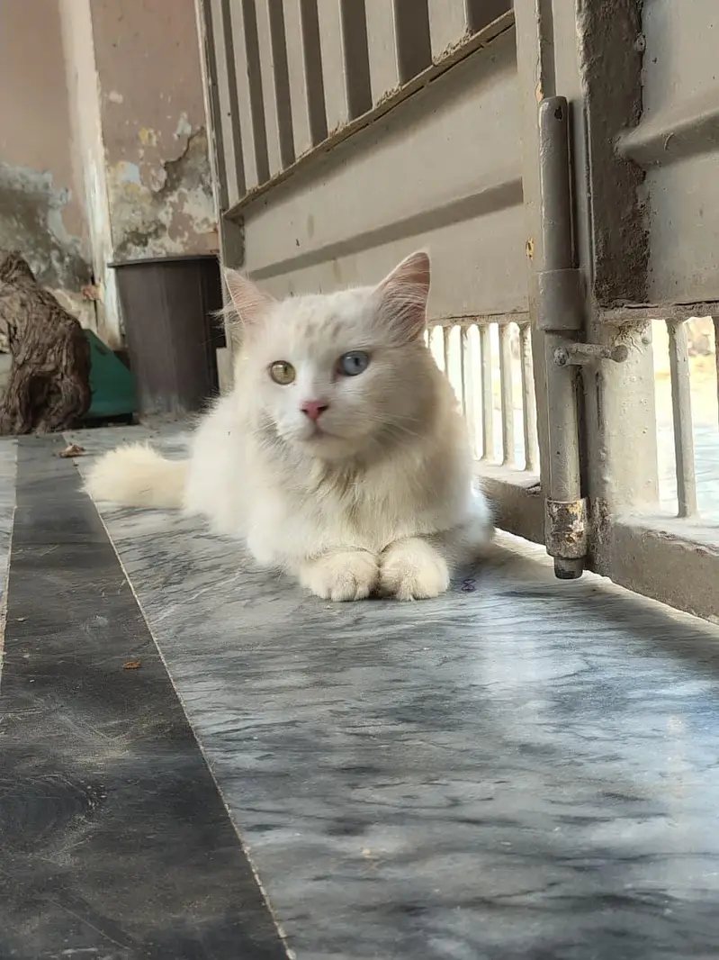persion Cat Triple coated — photo 2