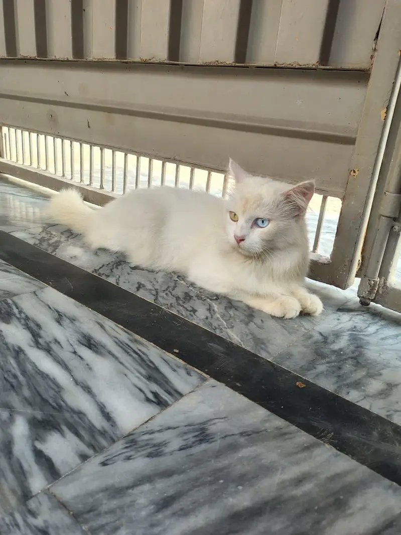 persion Cat Triple coated — photo 3