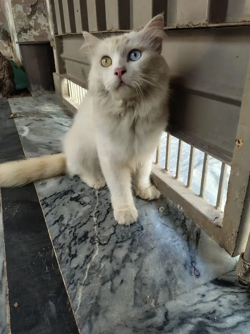 persion Cat Triple coated — photo 4