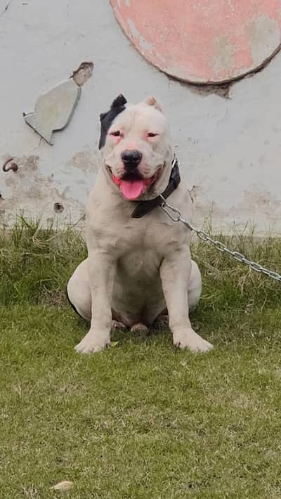 Pitbull stud service