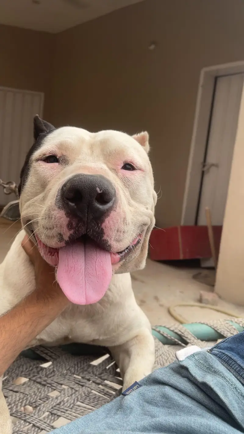 Pitbull stud service — photo 2