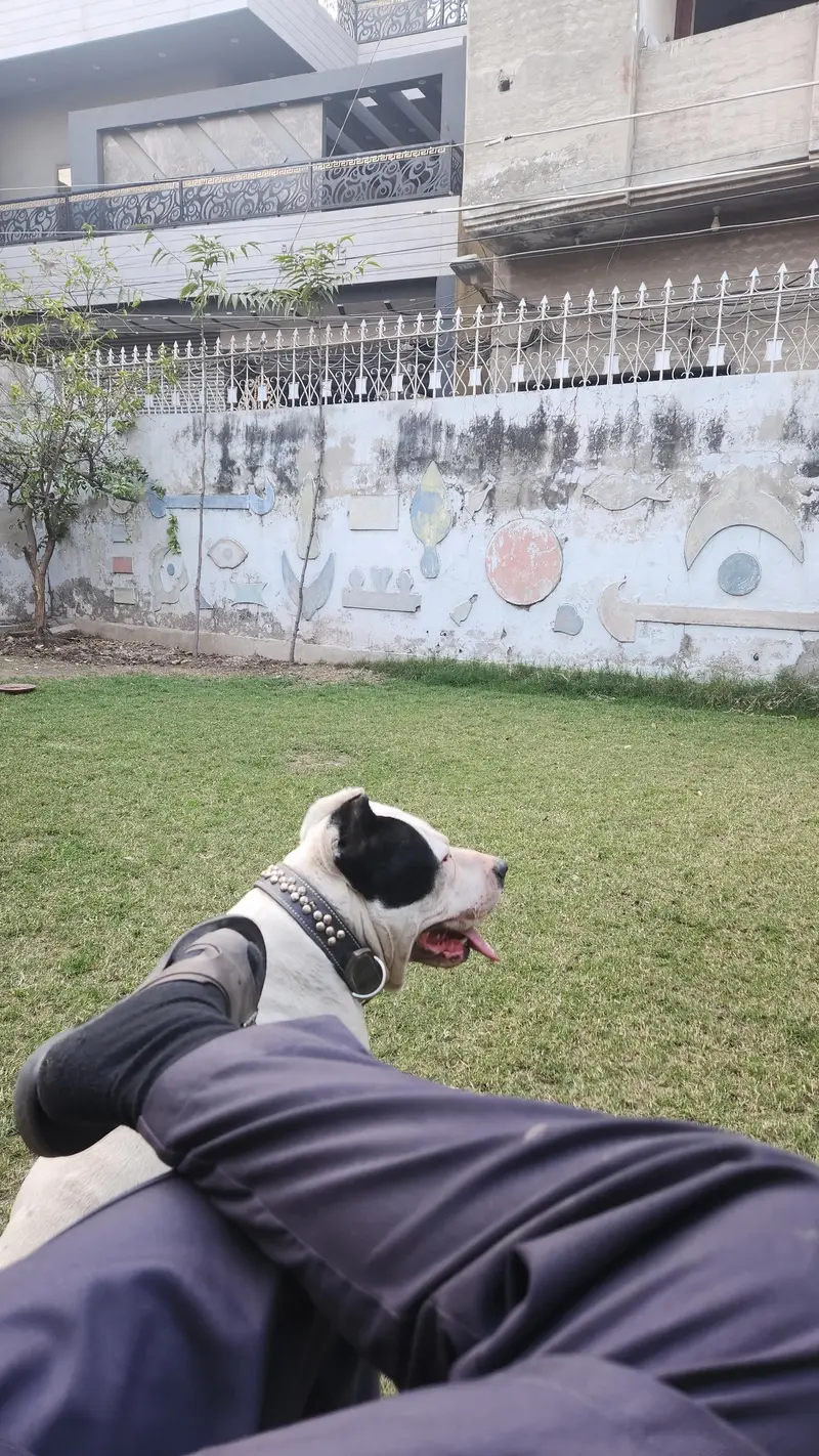 Pitbull stud service — photo 3