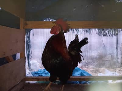 Rhode island red (RIR)