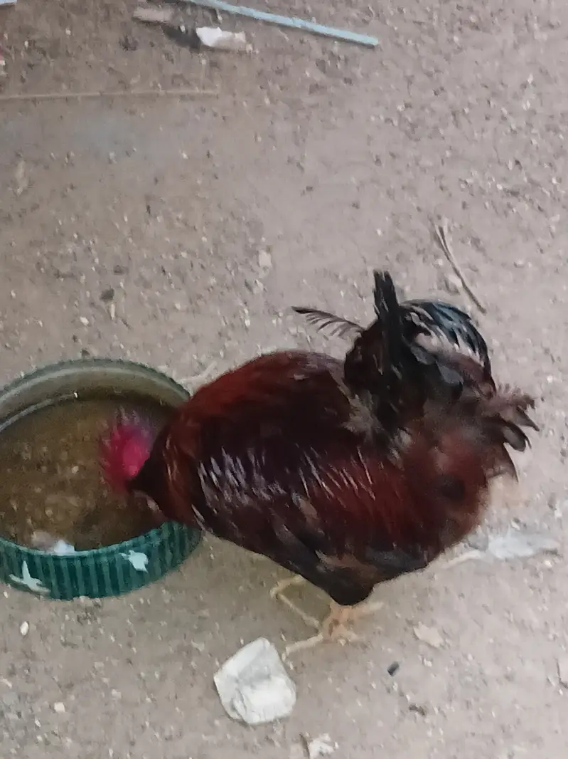 Rhode island red (RIR) — photo 2