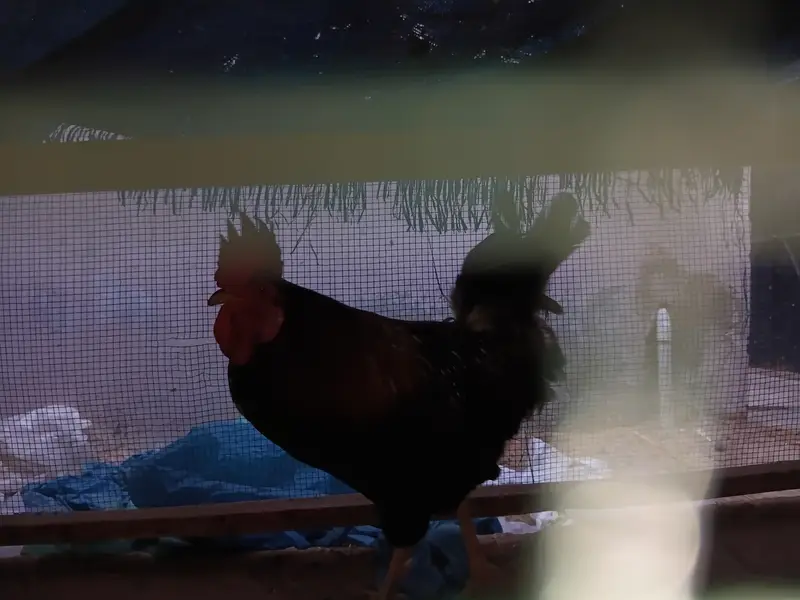 Rhode island red (RIR) — photo 3