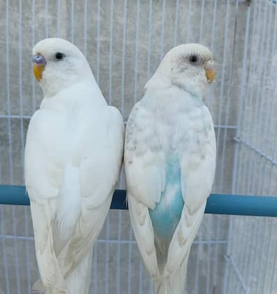 breeder pair bajri