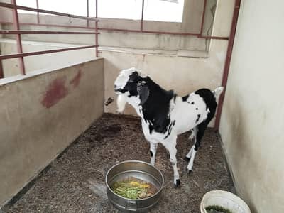 Quality Breeder Healthy For Sale