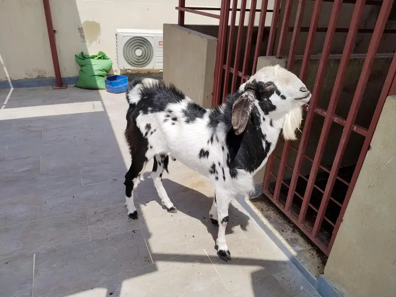 Quality Breeder Healthy For Sale — photo 2