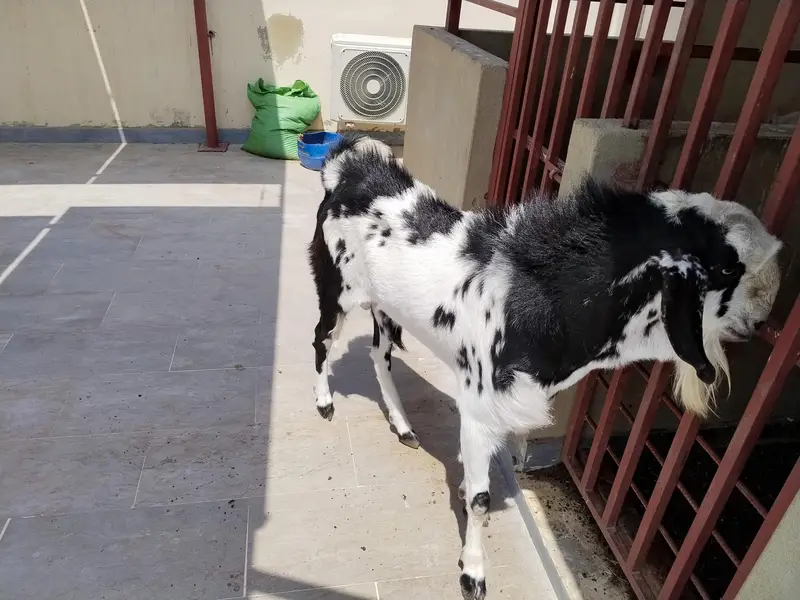 Quality Breeder Healthy For Sale — photo 3