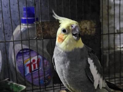 Cocktail Parrot Pair