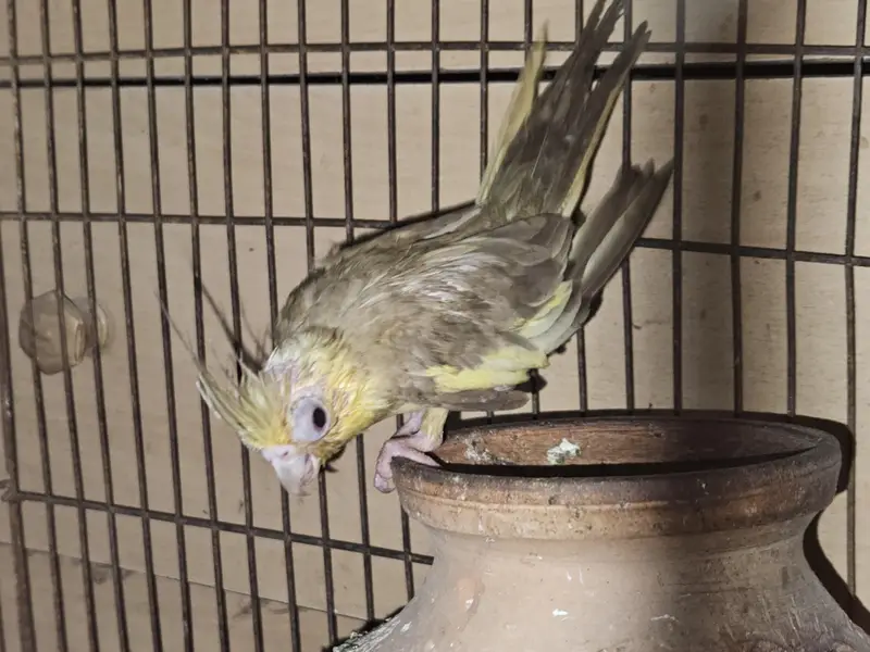 Cocktail Parrot Pair — photo 2