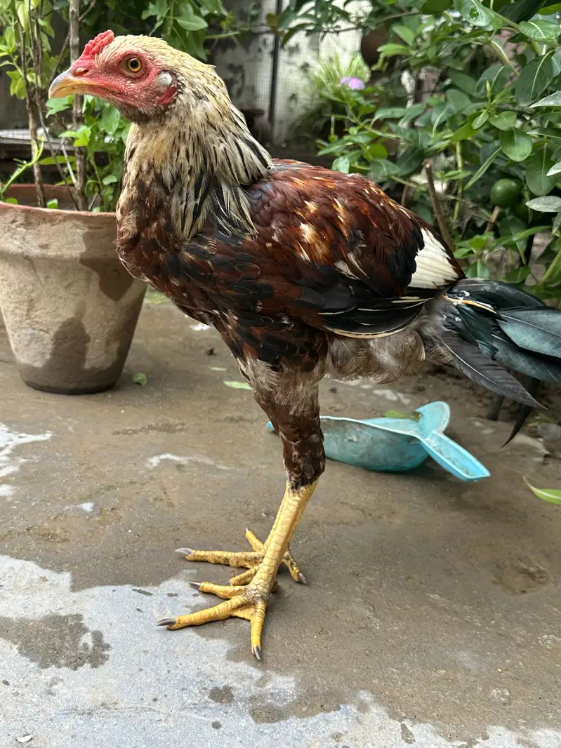 Aseel Murgha — photo 3