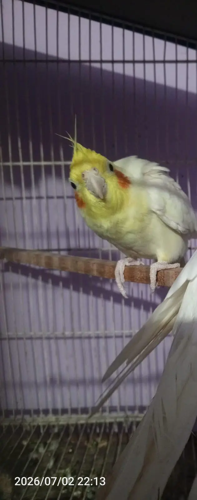 lovebirds budgies cocktail java cage setup — photo 2