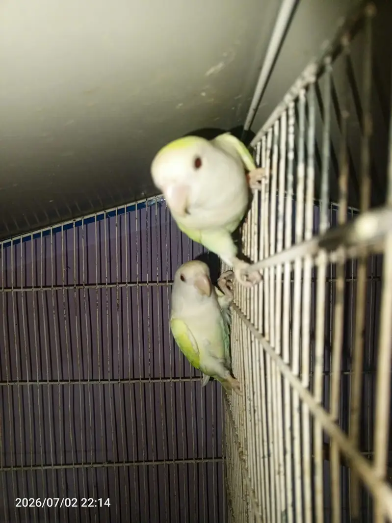 lovebirds budgies cocktail java cage setup — photo 6