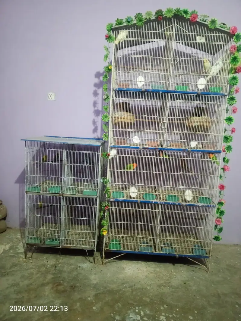 lovebirds budgies cocktail java cage setup — photo 7