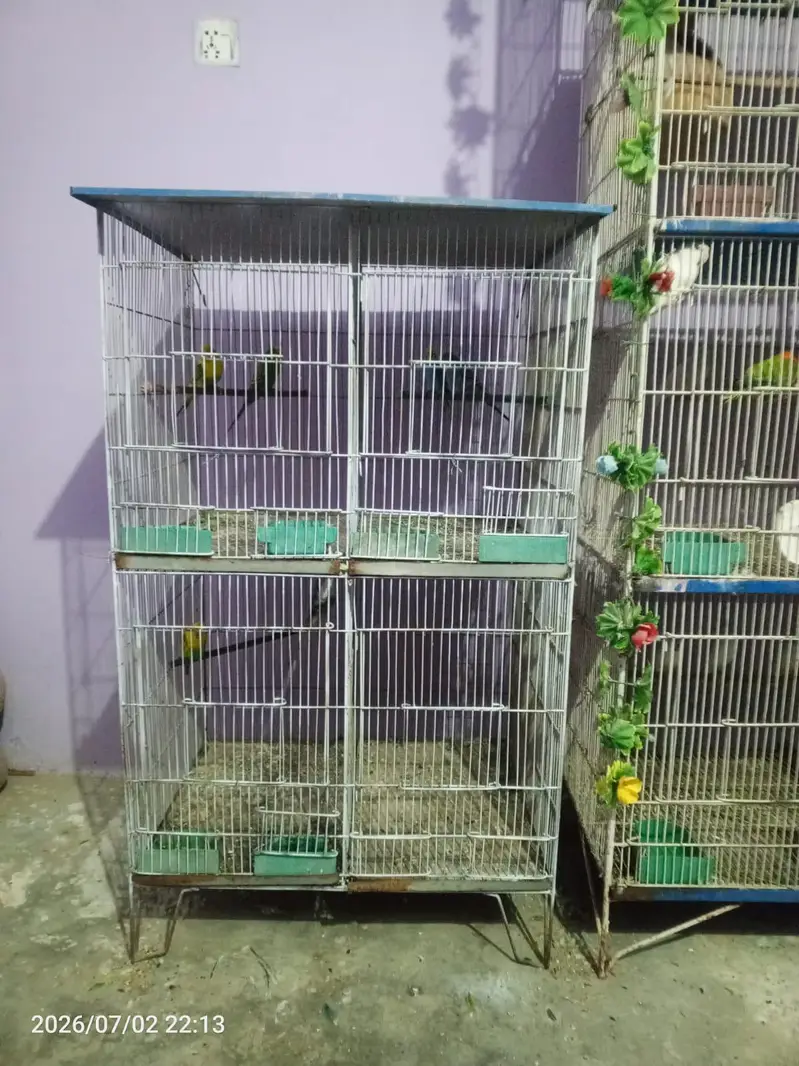 lovebirds budgies cocktail java cage setup — photo 8