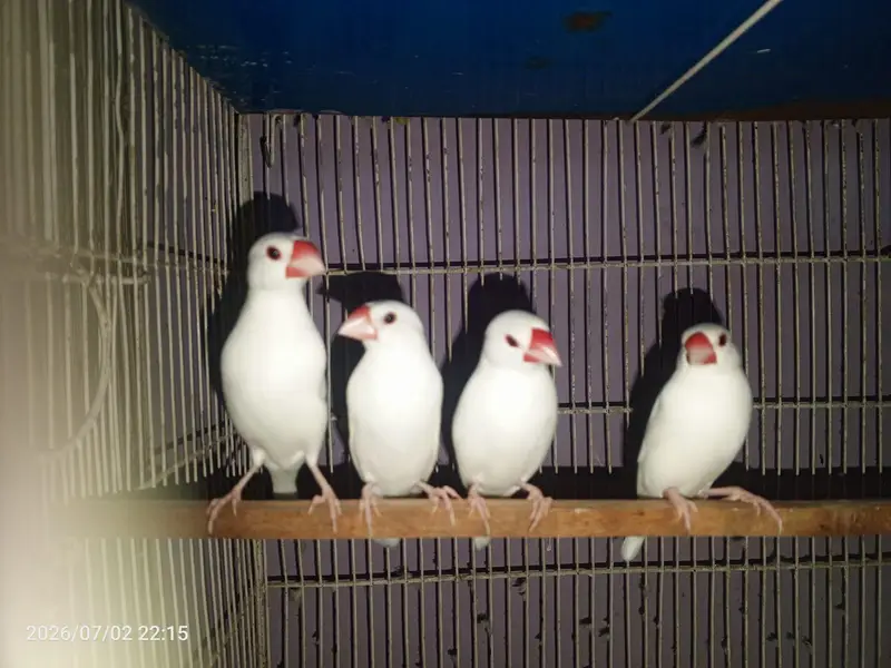 lovebirds budgies cocktail java cage setup — photo 9