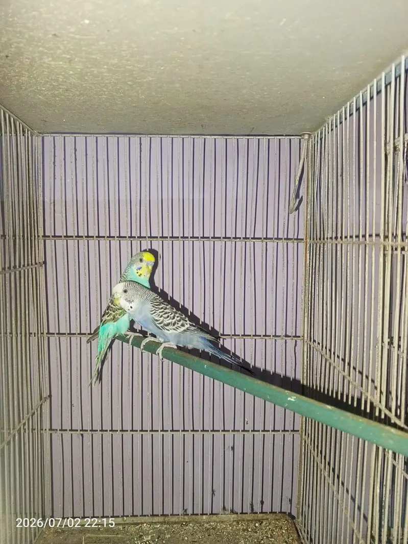 lovebirds budgies cocktail java cage setup — photo 10