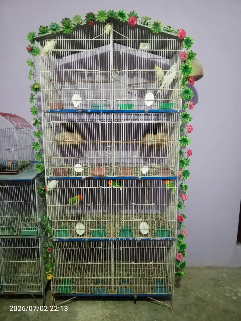 lovebirds budgies cocktail java cage setup — photo 11