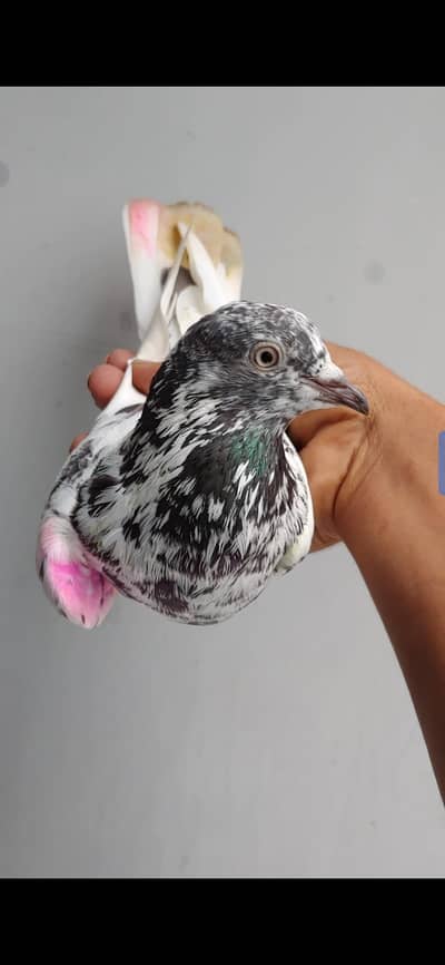 siyalkoti  female for sale . .