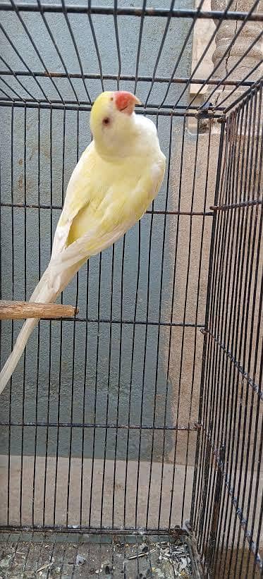 creamino bird for sale
