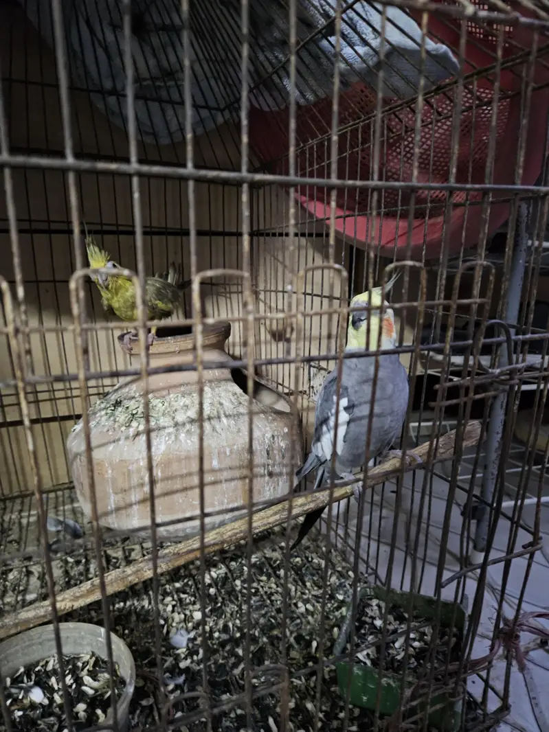 Cocktail Parrot Pair — photo 5